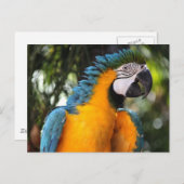 Blauwe en gele Macaw Briefkaart (Voorkant / Achterkant)