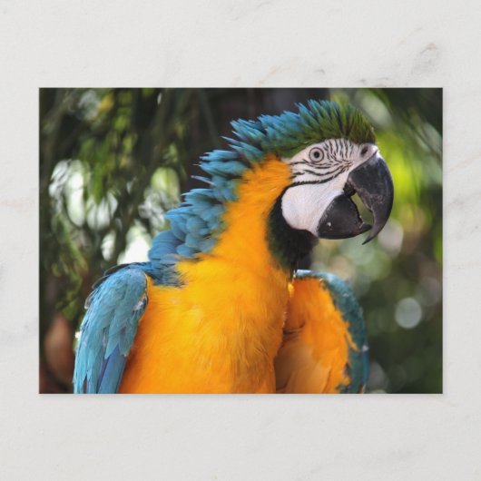 Blauwe en gele Macaw Briefkaart (Voorkant)