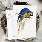 blauwe en gele Macaw Briefkaart