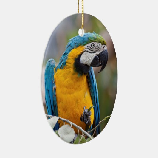 Blauwe en gele Macaw Ornament (Rechts)