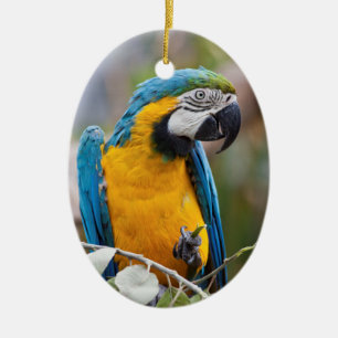 Blauwe en gele Macaw Ornament
