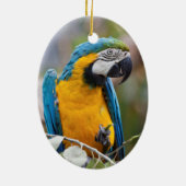 Blauwe en gele Macaw Ornament (Achterkant)
