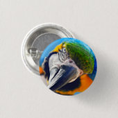 Blauwe en gele Macaw, papegaaien Ronde Button 3,2 Cm (Voorkant /achterkant)