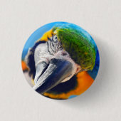 Blauwe en gele Macaw, papegaaien Ronde Button 3,2 Cm (Voorkant)