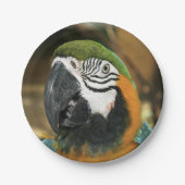 Blauwe en gele Macaw uit Amazon Papieren Bordje (Voorkant)