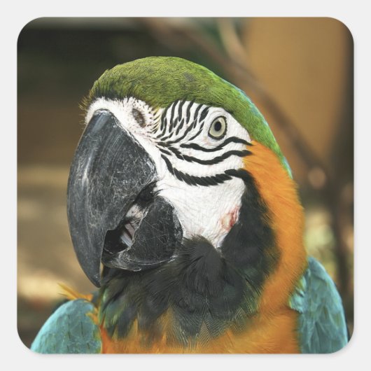 Blauwe en gele Macaw uit Amazon Vierkante Sticker (Voorkant)