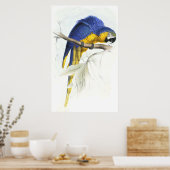 Blauwe en gele Maccaw door Edward Lear Poster (Keuken)