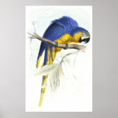 Blauwe en gele Maccaw door Edward Lear Poster (Voorkant)