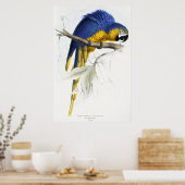 Blauwe en gele Maccaw Poster (Keuken)
