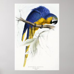 Blauwe en gele Maccaw Poster