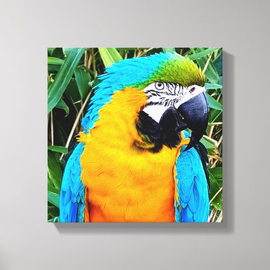 Blauwe en gele papegaai canvas afdruk (Voorkant)