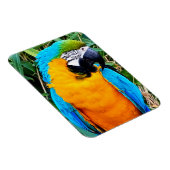 Blauwe en gele papegaai magneet (Rechterzijde)