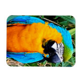 Blauwe en gele papegaai magneet (Horizontaal)