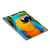 Blauwe en gele papegaai notitieboek (Rechterzijde)