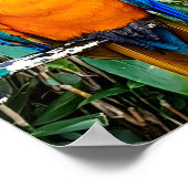 Blauwe en gele papegaai poster (Hoek)