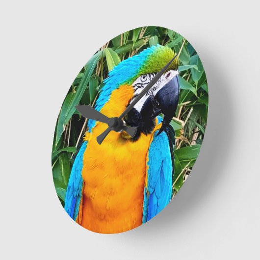 Blauwe en gele papegaai ronde klok (Hoek)