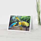 Blauwe en Gele Papegaaien Kaart (Voorkant)