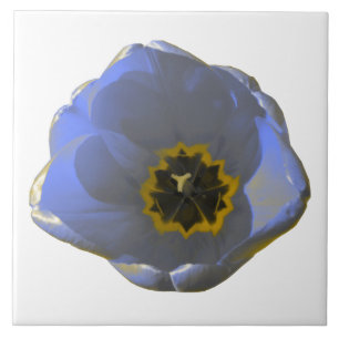 Blauwe en gele Tulp Tegeltje