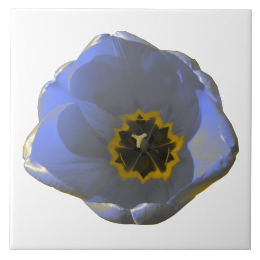 Blauwe en gele Tulp Tegeltje (Voorkant)