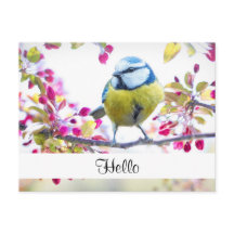  blauwe en gele vogel op een filiaal Hallo