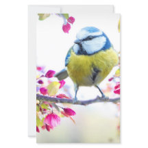 blauwe en gele vogel op een foto van de Tak