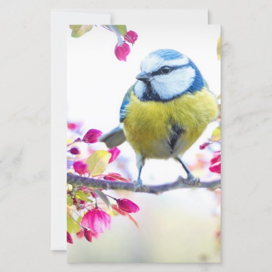  blauwe en gele vogel op een foto van de Tak (Voorkant)