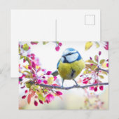  blauwe en gele vogel op een foto van de Tak Briefkaart (Voorkant / Achterkant)