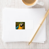 Blauwe en gouden ara etiket (Insitu)