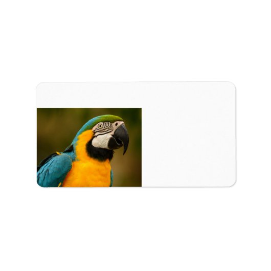 Blauwe en gouden ara etiket (Voorkant)