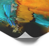 Blauwe en gouden papegaaien poster (Hoek)