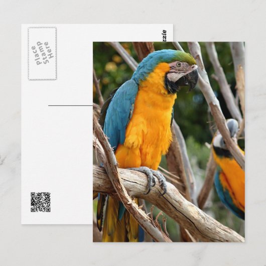 Blauwe en goudmakreel briefkaart (Voorkant / Achterkant)