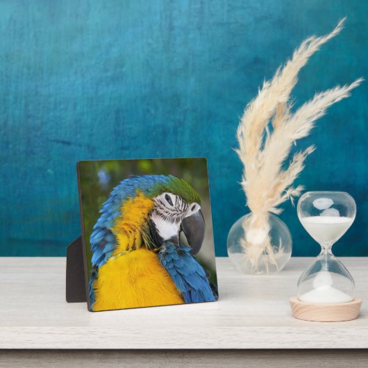 Blauwe en goudpapegaai fotoplaat (Insitu)