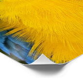 Blauwe en goudpapegaai perfect poster (Hoek)