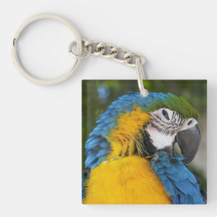 Blauwe en goudpapegaai sleutelhanger