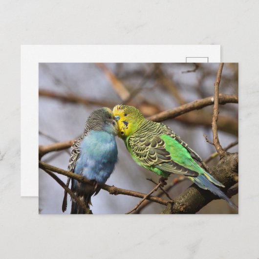 Blauwe en Groene Budgie Vogels op een Boomtak Briefkaart (Voorkant / Achterkant)