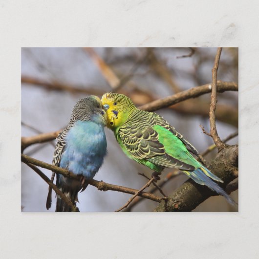 Blauwe en Groene Budgie Vogels op een Boomtak Briefkaart (Voorkant)