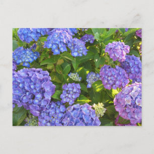 Blauwe en Paarse Hortensia's Briefkaart