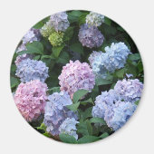 Blauwe en Paarse hydrangea Magneet (Voorkant)