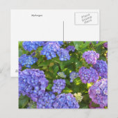 Blauwe en Paarse hydrangeas Briefkaart (Voorkant / Achterkant)
