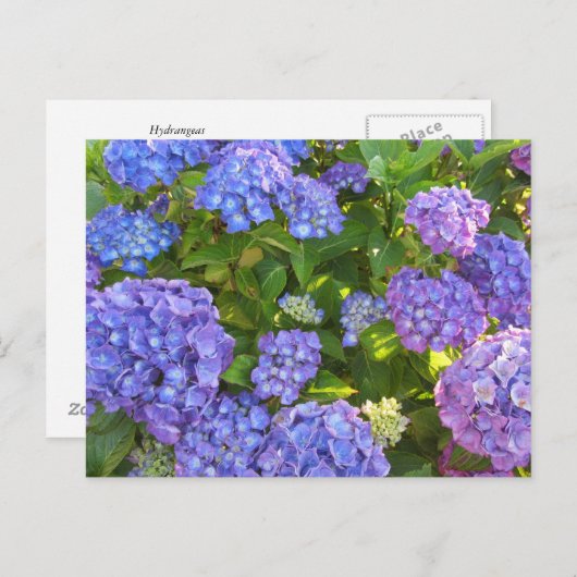 Blauwe en Paarse hydrangeas Briefkaart (Voorkant / Achterkant)
