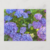 Blauwe en Paarse hydrangeas Briefkaart (Voorkant)