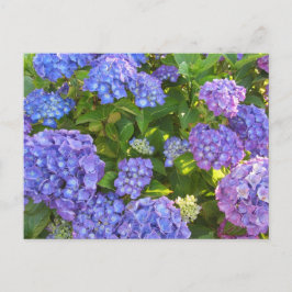Blauwe en Paarse hydrangeas Briefkaart