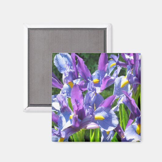 Blauwe en Paarse irissen Magneet (Voorkant / Achterkant)