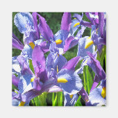Blauwe en Paarse irissen Magneet (Voorkant)