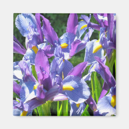 Blauwe en Paarse irissen Magneet