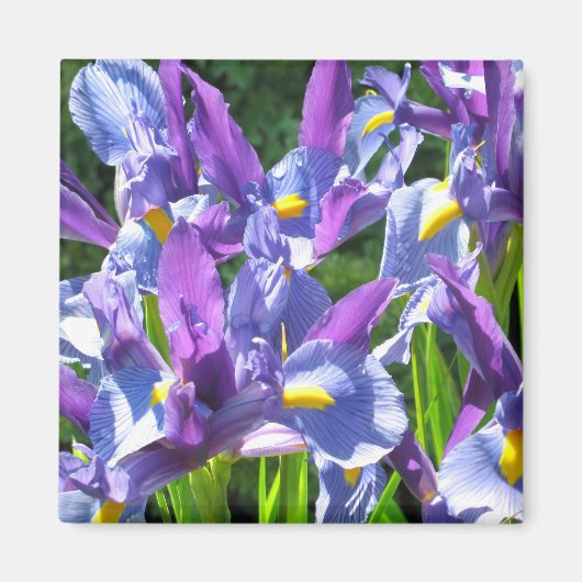 Blauwe en Paarse irissen Magneet (Voorkant)