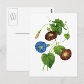 Blauwe en Paarse Morning Glory Vines van Redoute Briefkaart (Voorkant / Achterkant)