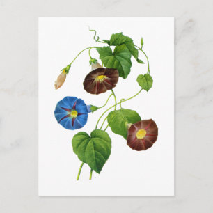 Blauwe en Paarse Morning Glory Vines van Redoute Briefkaart