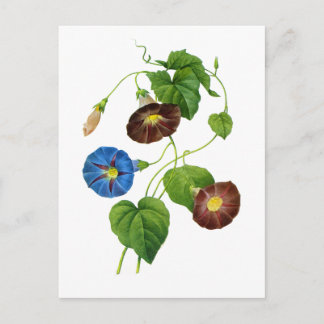 Blauwe en Paarse Morning Glory Vines van Redoute Briefkaart