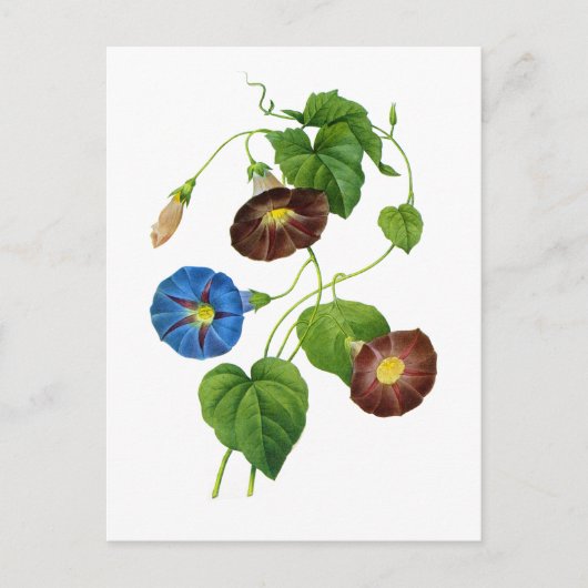 Blauwe en Paarse Morning Glory Vines van Redoute Briefkaart (Voorkant)